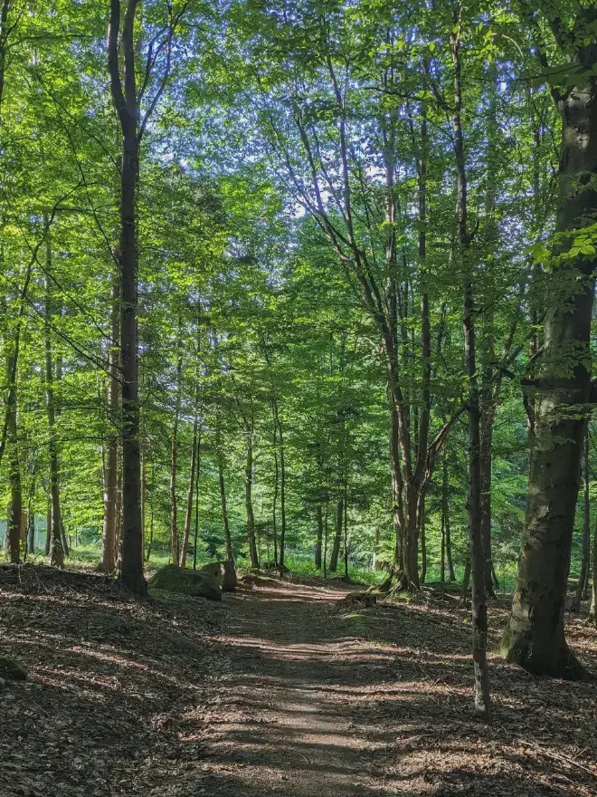 Forest trail in the Ostronger forest