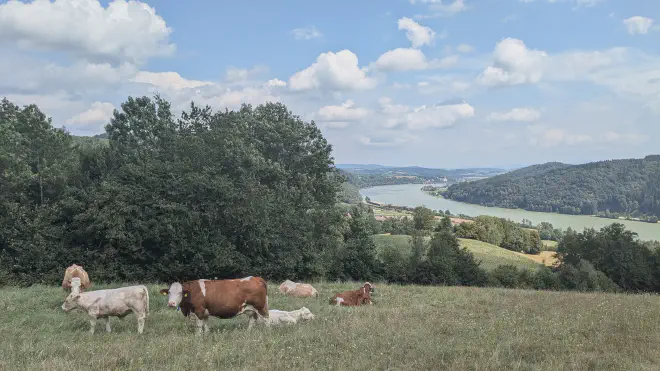 Eine Kuhherde grast auf der Weide über Weins im Strudengau mit herrlichem Donaublick.