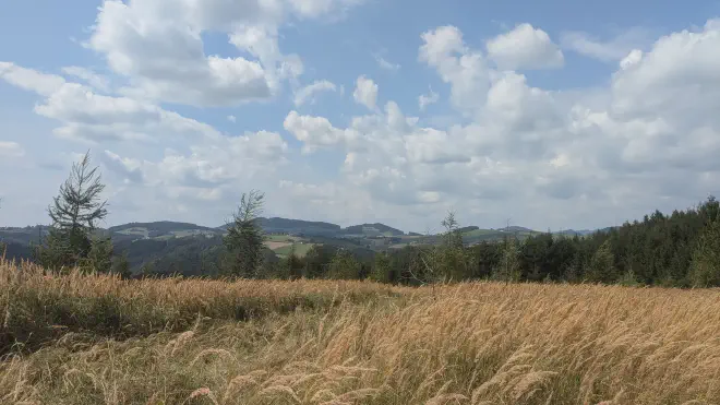 Blühende Wiesengräser im südlichen Waldviertel.