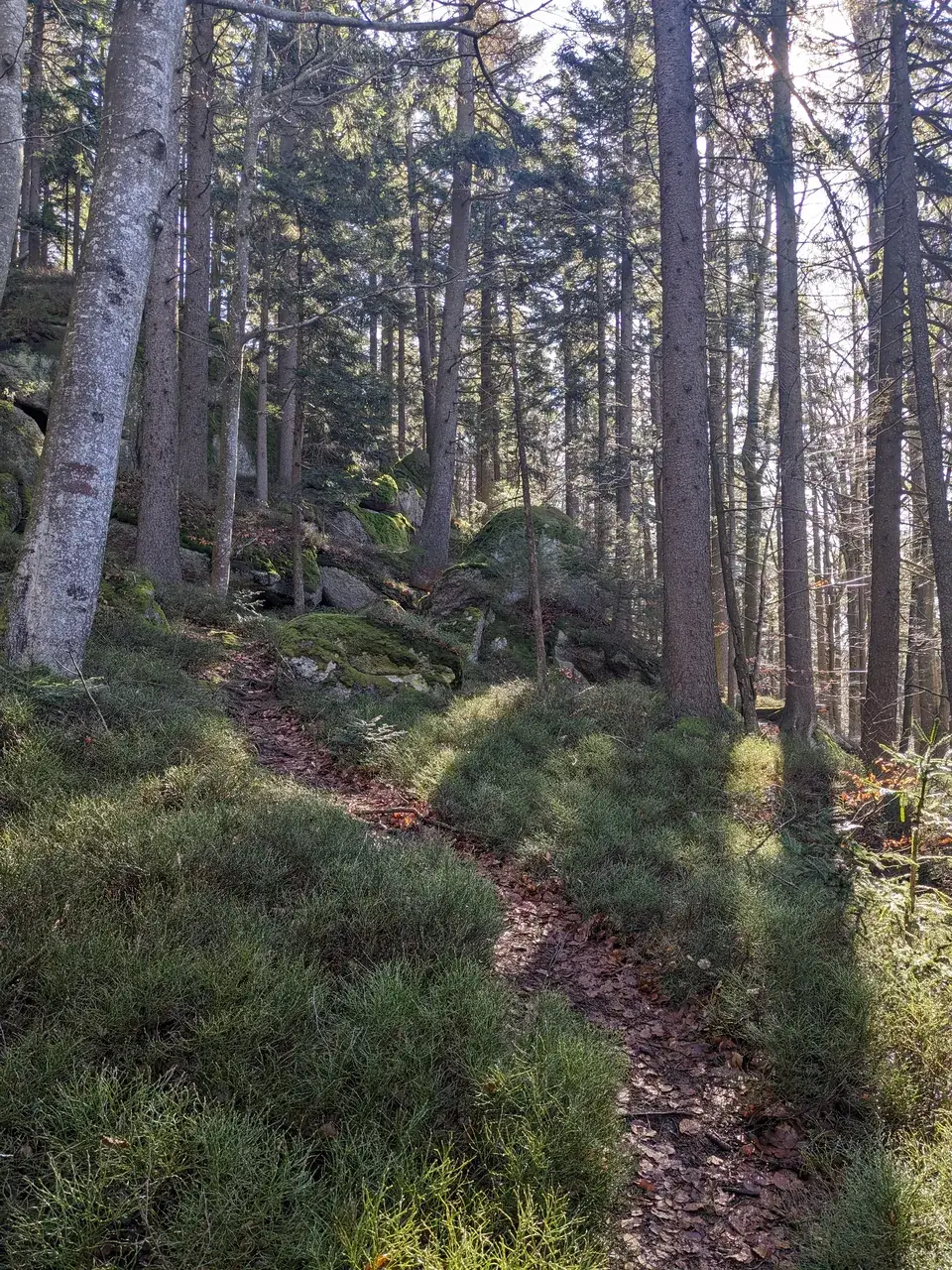 Mystical forest path of the druids in the Weinsberg Forest.