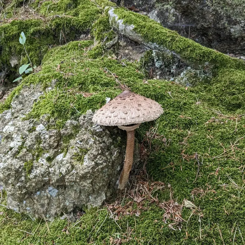 A mushroom in the forest.