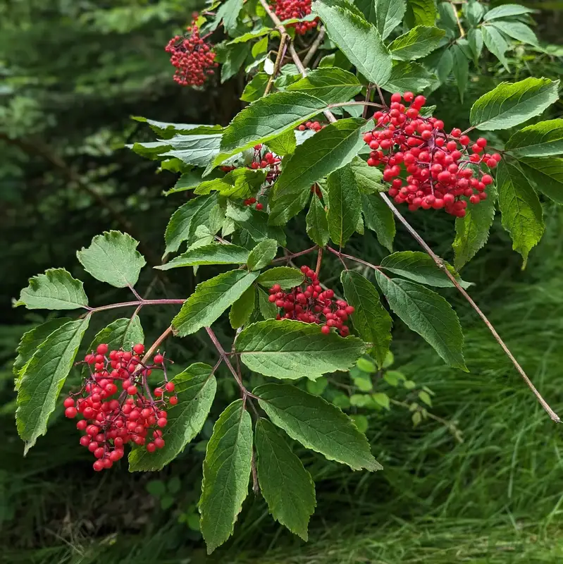 Red elderberry in the forest.