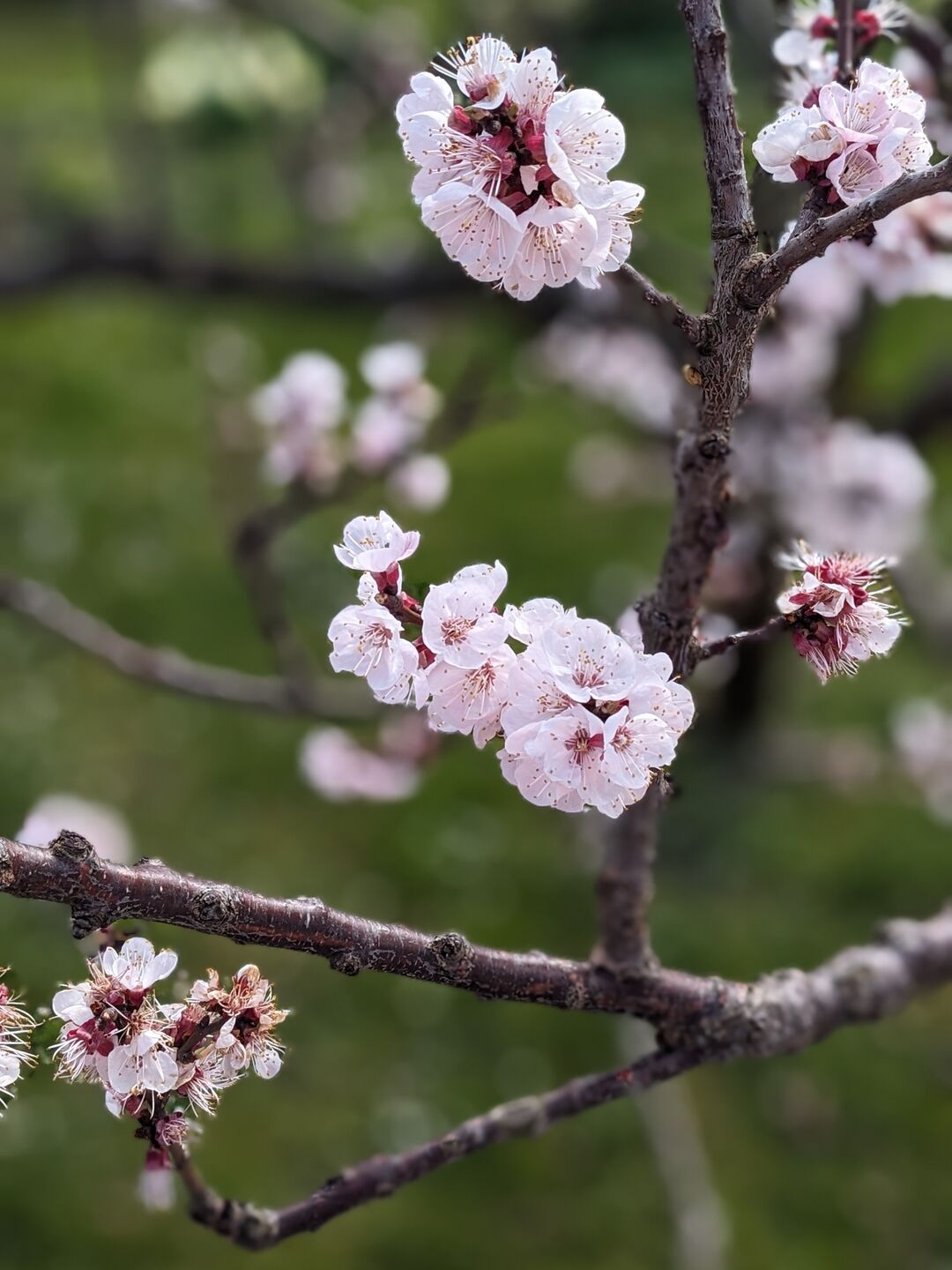 Apricot blossom.