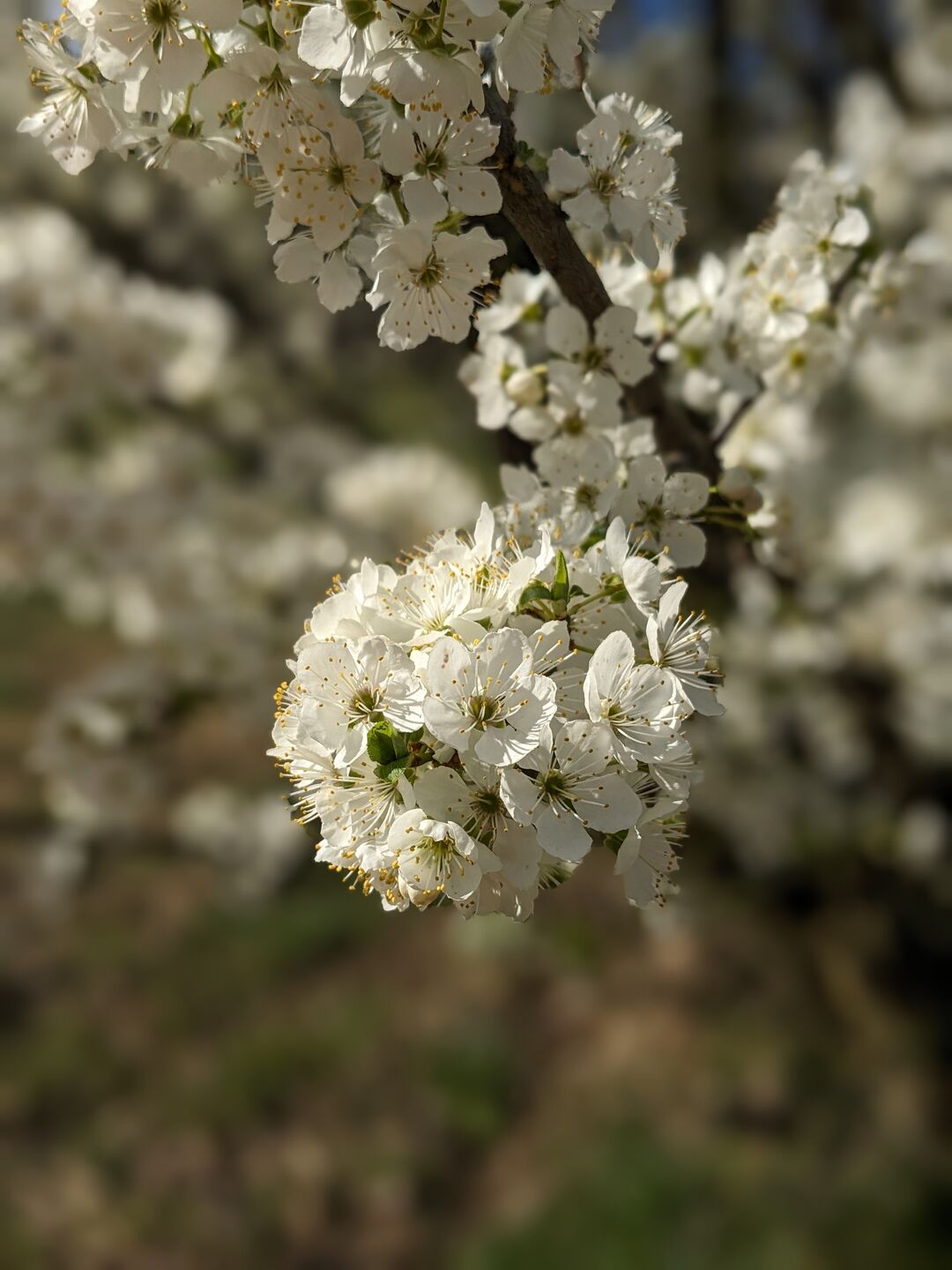 Apricot blossom.