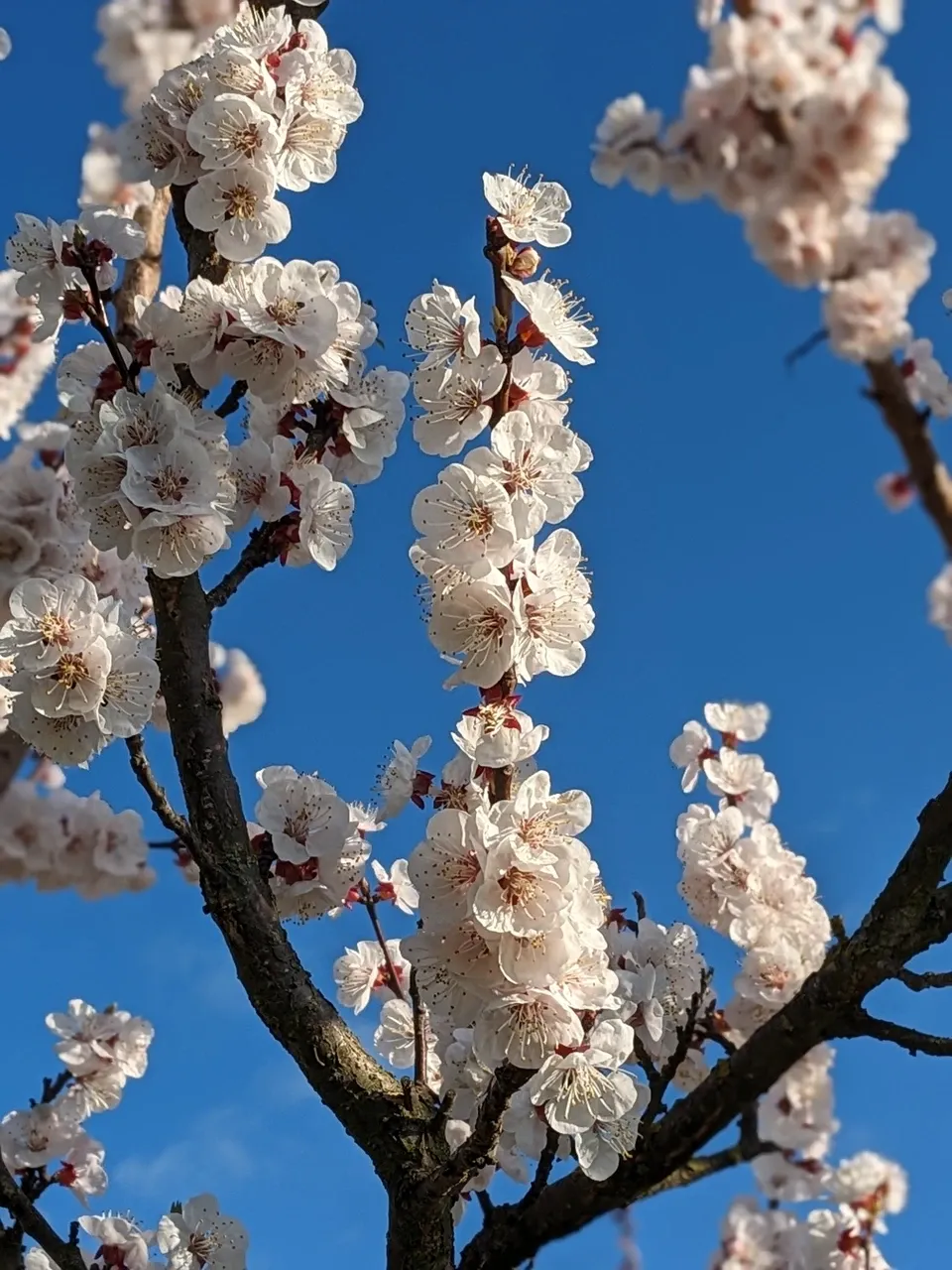 Apricot blossom.