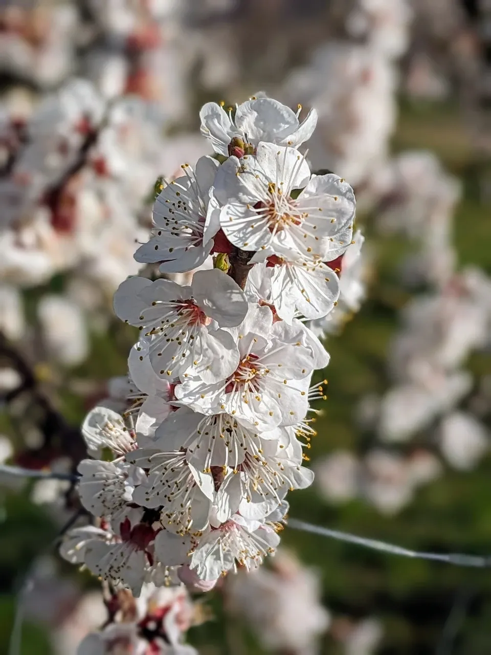 Apricot blossom.