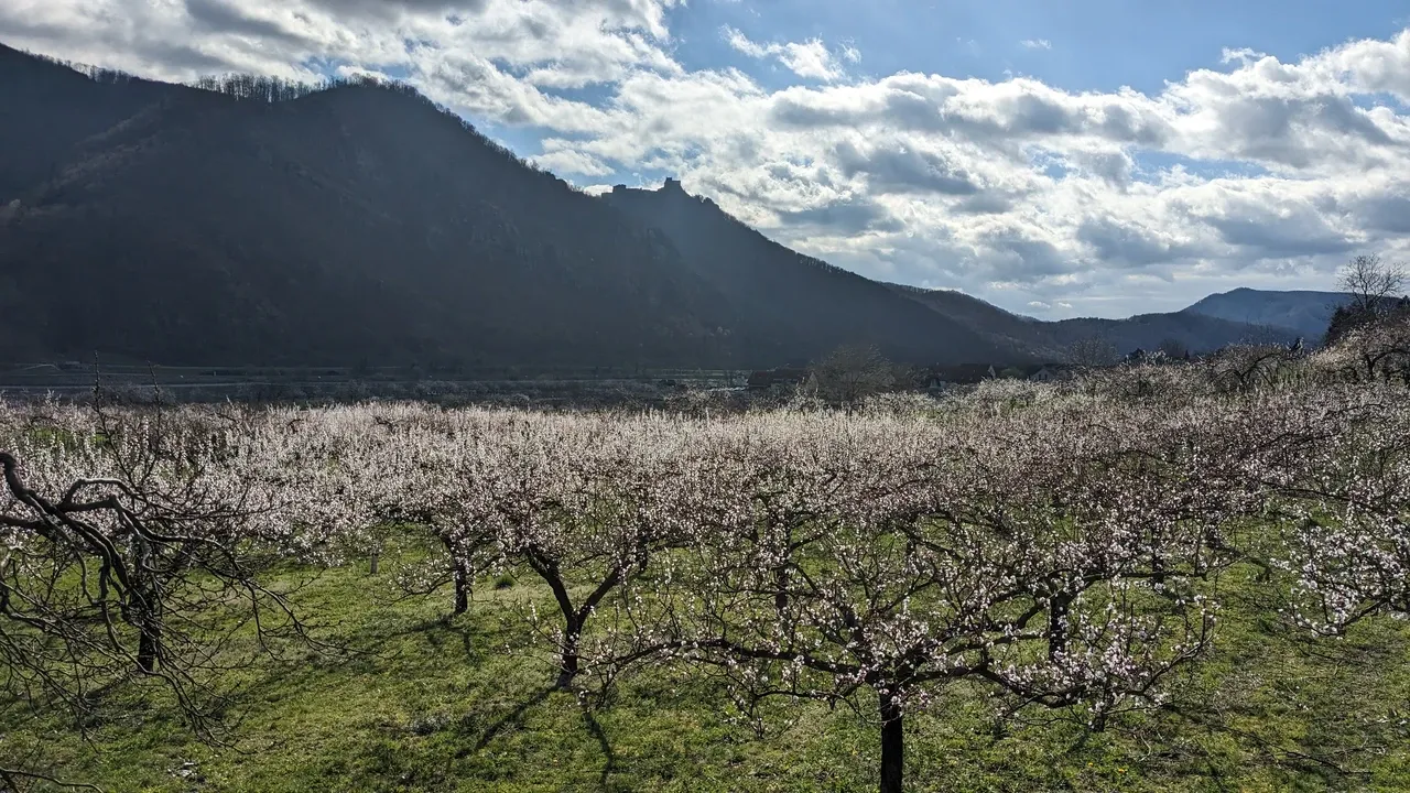 Blooming apricot trees in a orchard.