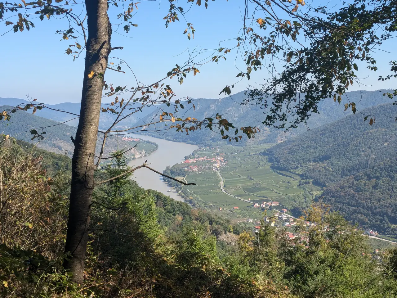 Blick durch die Bäume auf die Donau und die Weingärten um Oberarnsdorf