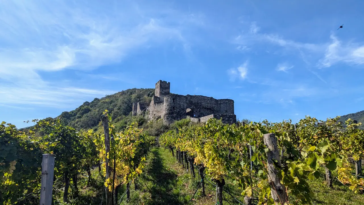 Weingärten und Ruine Hinterhaus bei Spitz