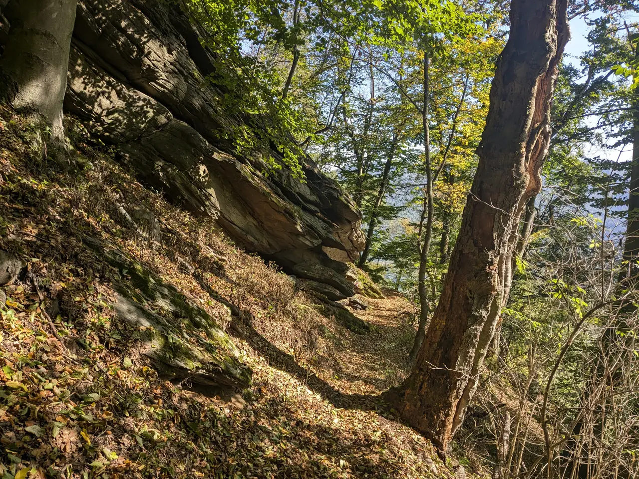 Belaubter Waldweg im Naturpark Jauerling.