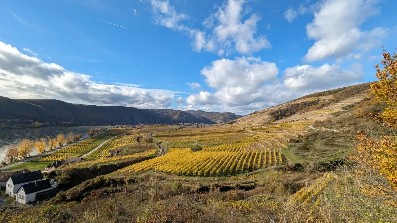 The autumnal vineyards of Loiben on the plain before Dürnstein.