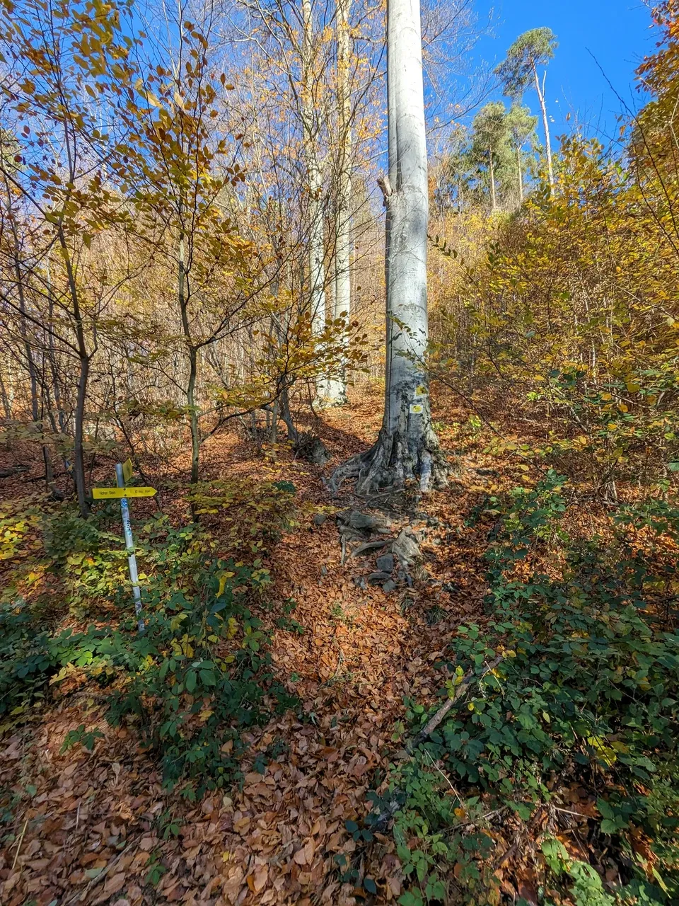 Short, leaf-covered trail to the Hoher Stein.