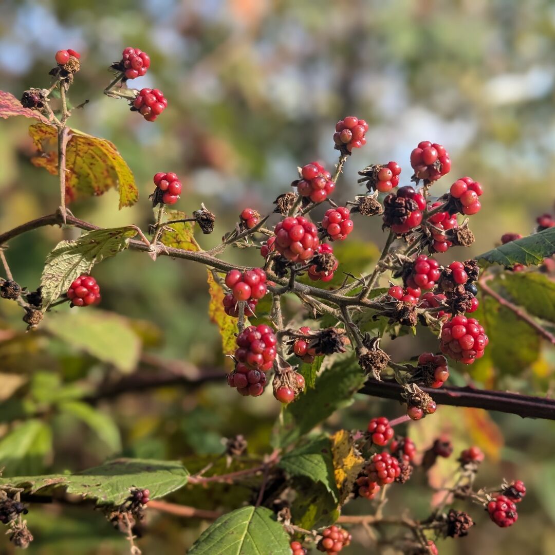 Red blackberries on a bush.