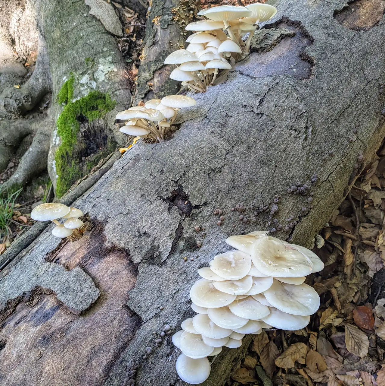 Fungal growth on a dead tree.