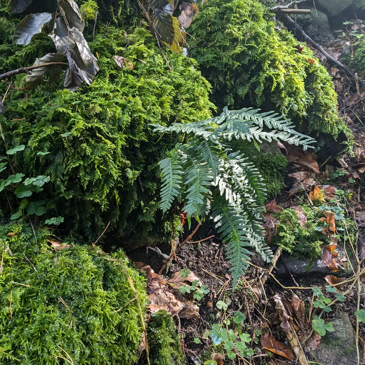 Spotted fern and moss.