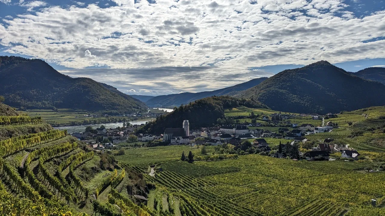 Vineyards around Spitz an der Donau. The church tower is still being renovated.