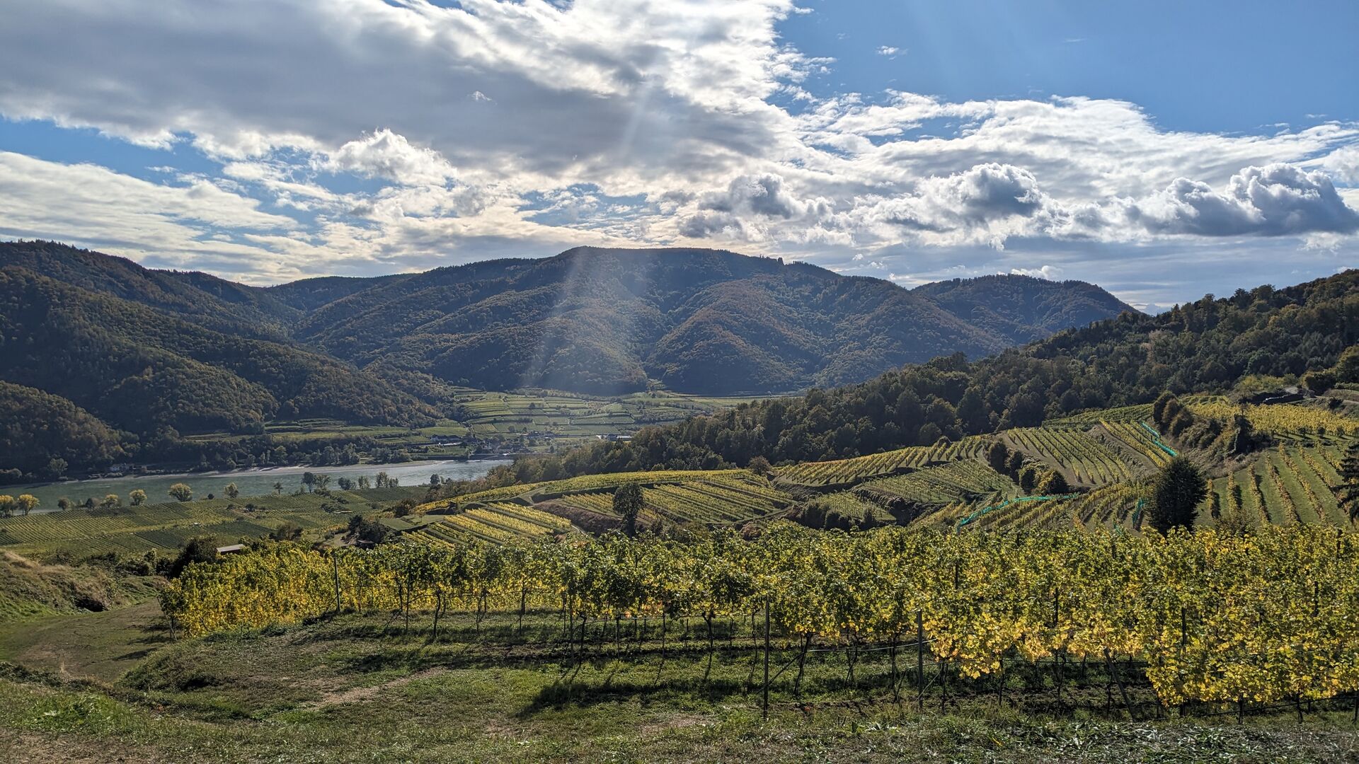 Rays of sunshine give the vineyards an autumnal glow.