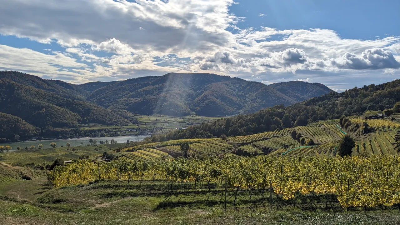 Rays of sunshine give the vineyards an autumnal glow.