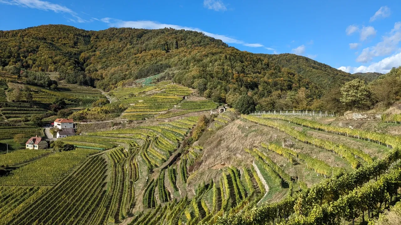 Magnificent vineyards around the Red Gate in Spitz an der Donau