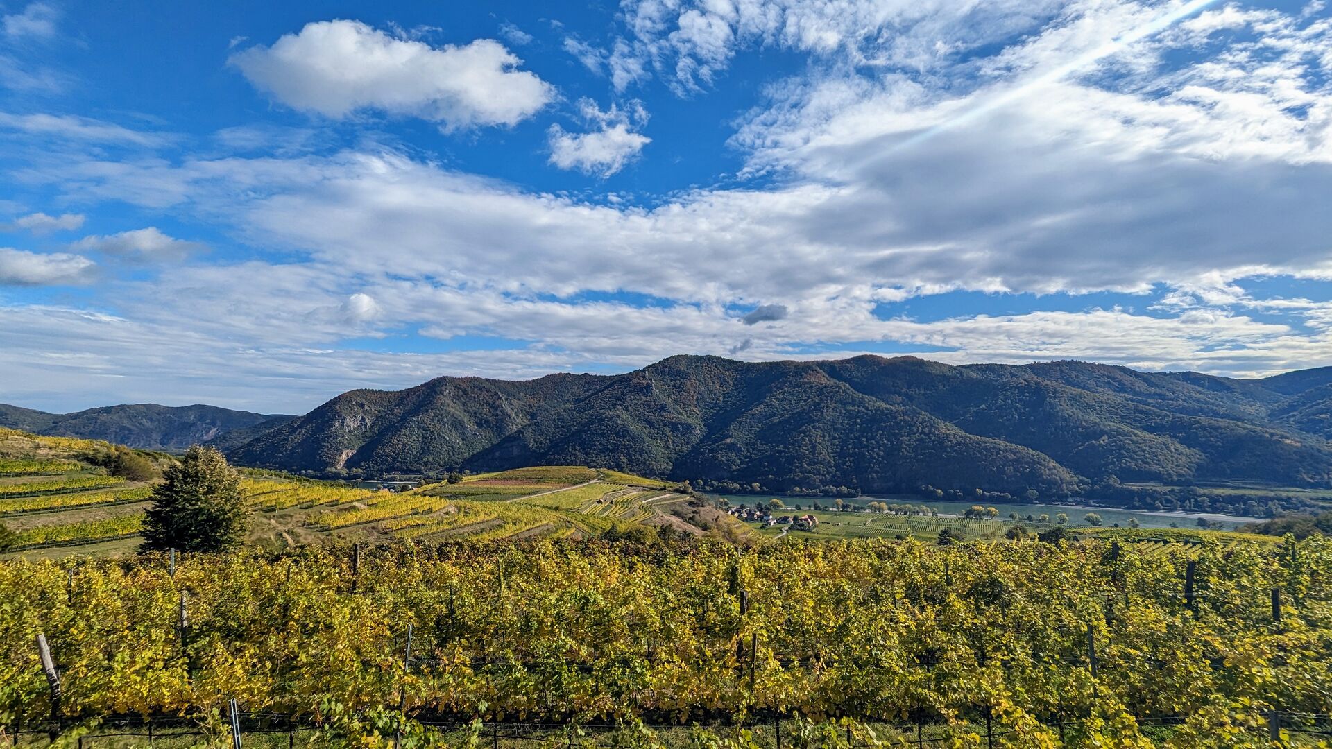 Green and yellow colours of the vines in the Wachau vineyards.