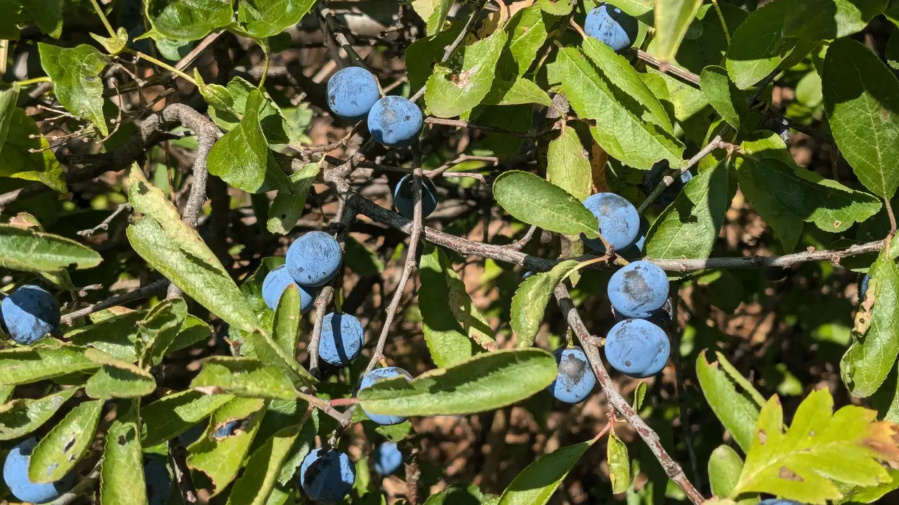 Blue fruits of blackthorn.