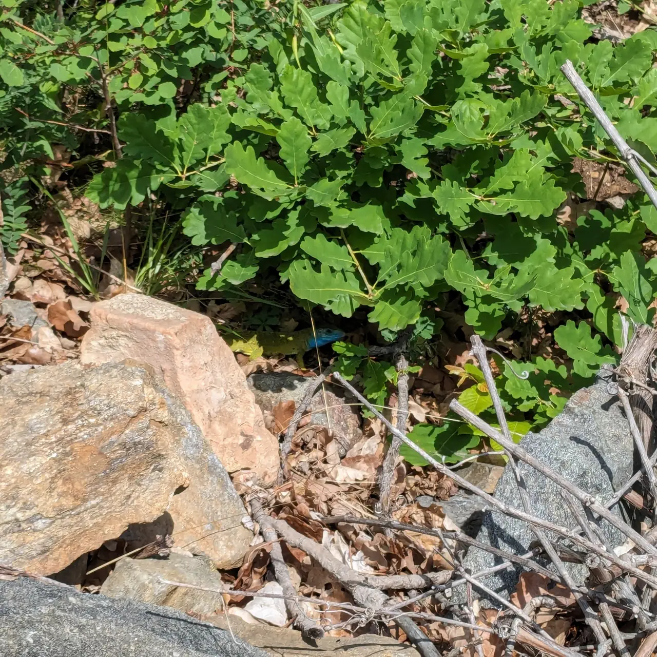 Male green lizard hides in the shadow of a bush