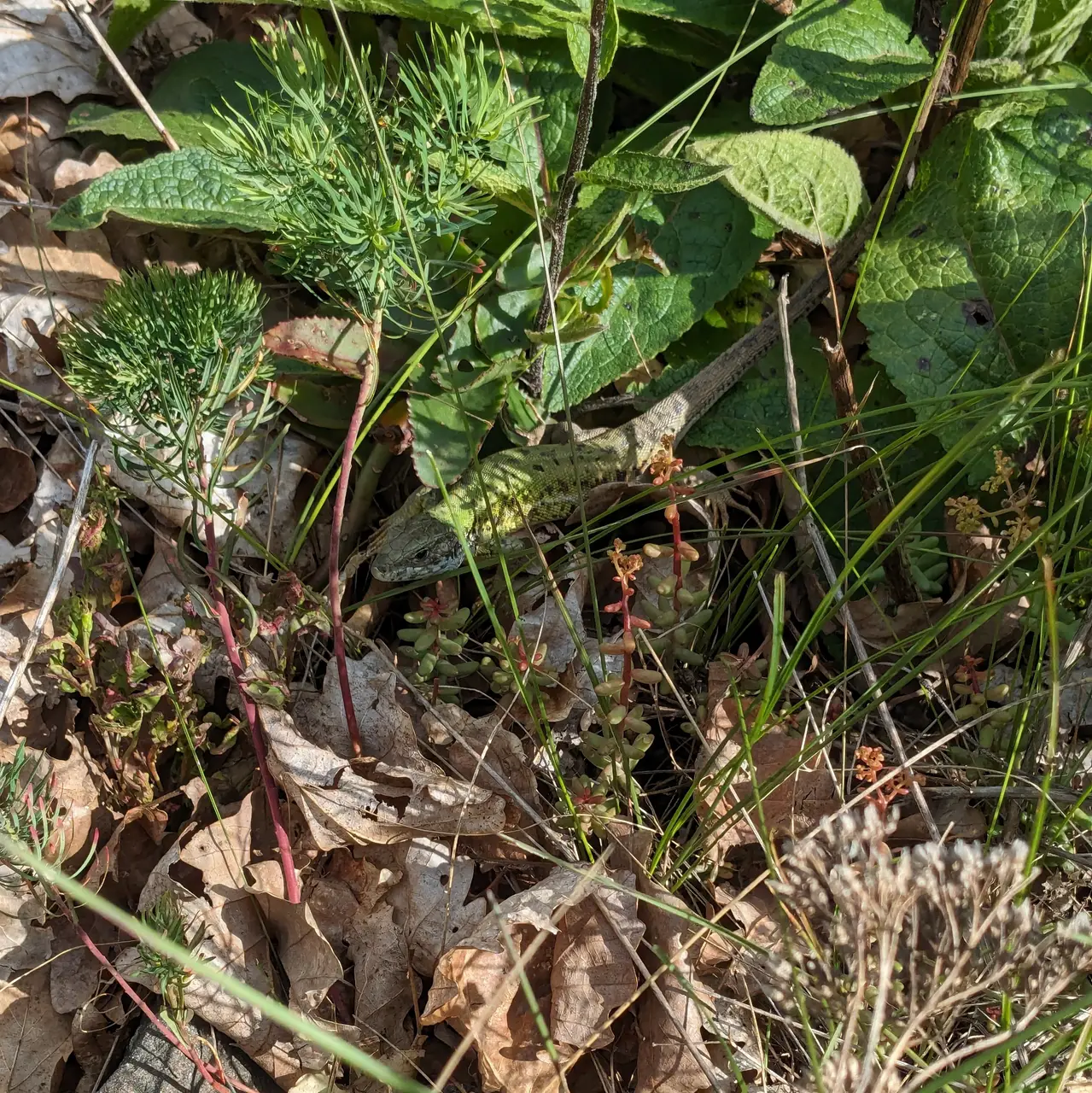 Female green lizard enjoys the sun.