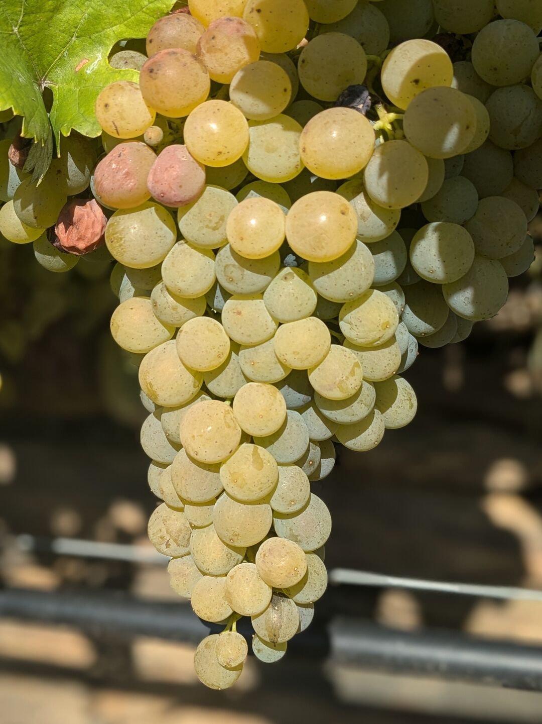 Vine in the Spitzer Graben in Wachau.