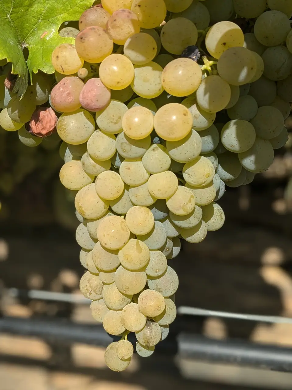 Vine in the Spitzer Graben in Wachau.