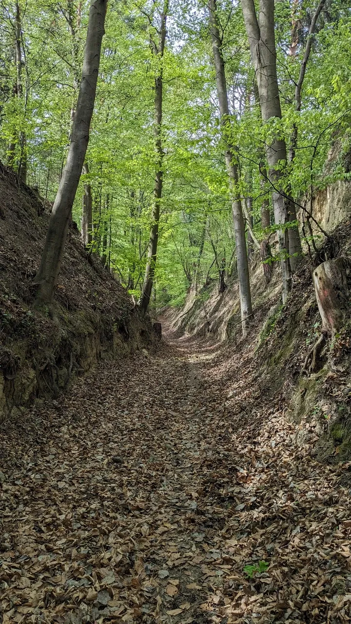 Forest path close by Aggsbach Markt