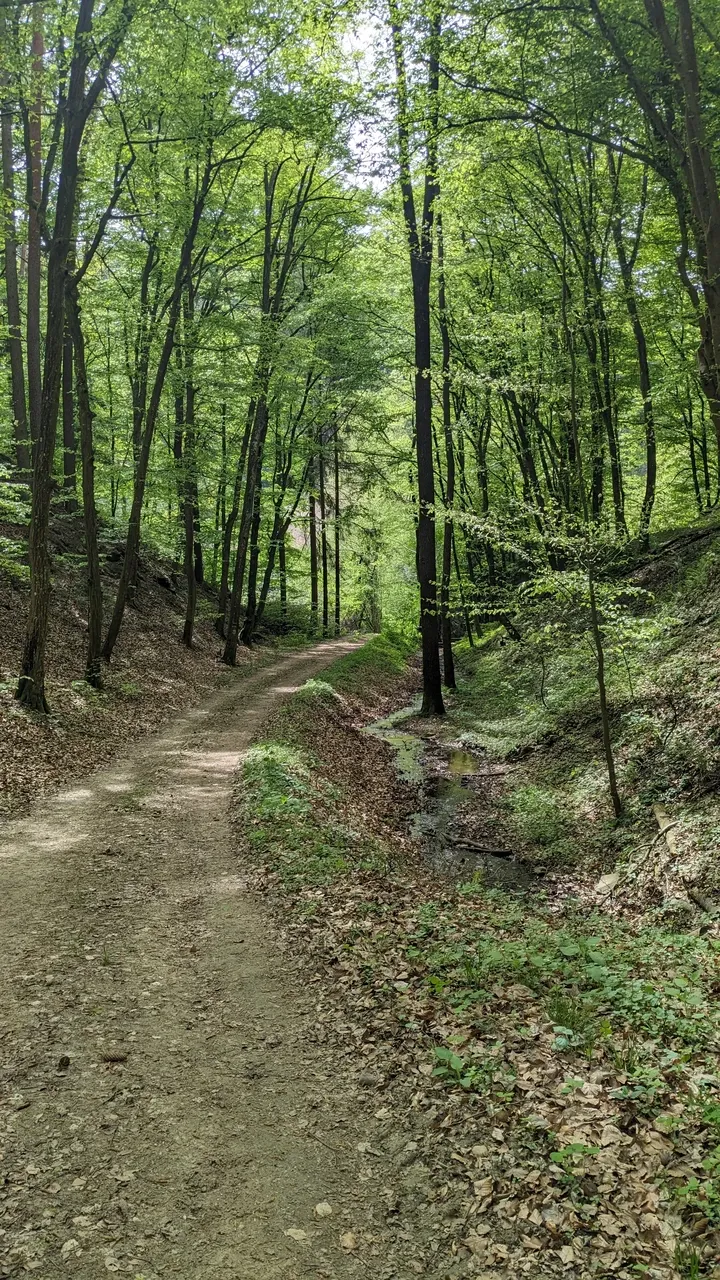 Forest path next to Zintring